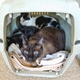 Illustration for article titled At La Quinta, Pets Stay Free™